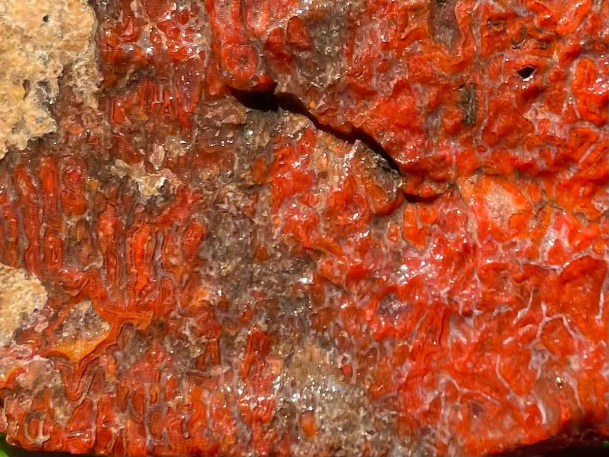 Supplier detail photo showing red, orange and brown dinosaur gem bone cells