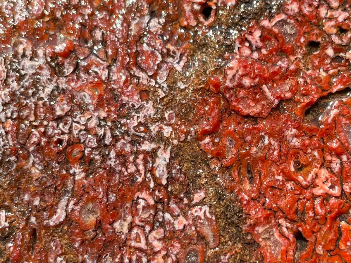 Supplier close-up showing red and pink dinosaur gem bone cell pattern
