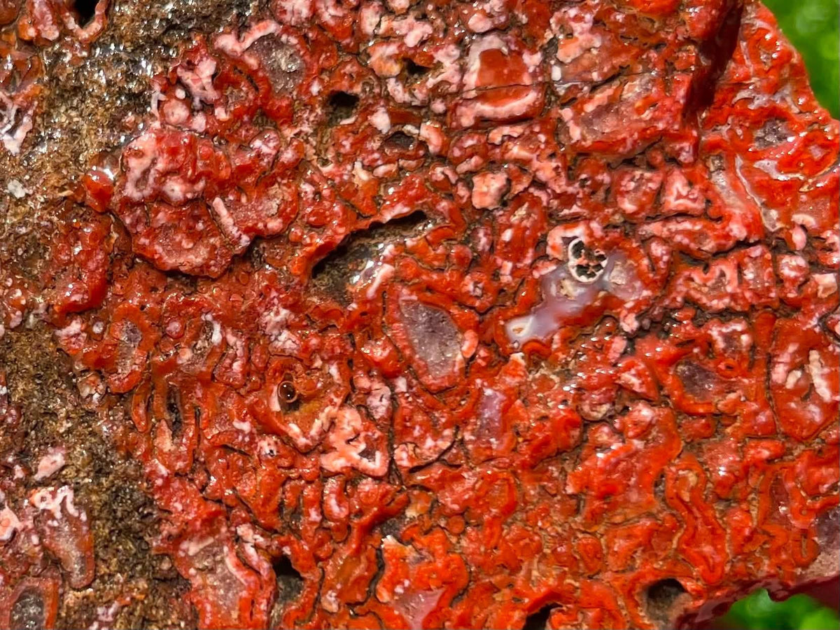 Supplier close-up of the red and pink dinosaur gem bone cells