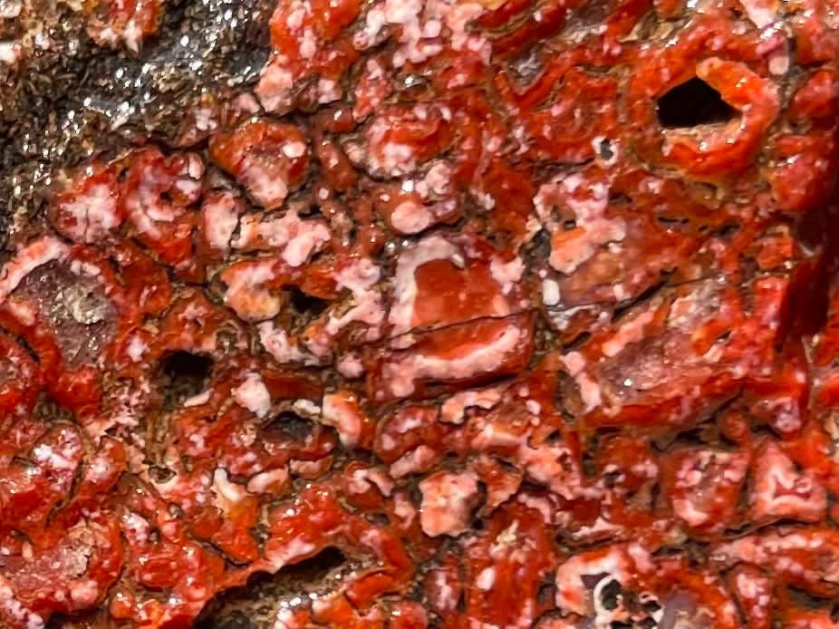 Supplier close-up of the vivid red dinosaur gem bone cell pattern