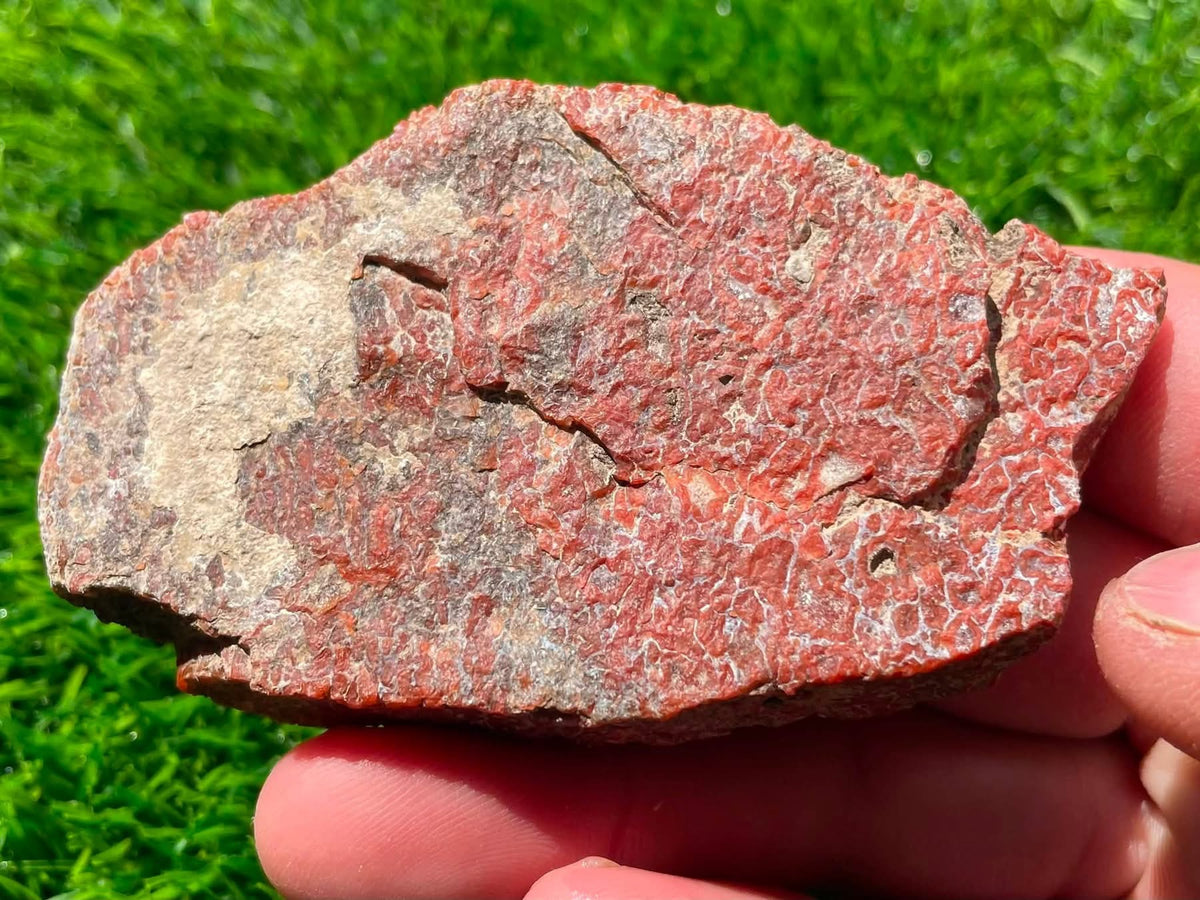 Supplier dry photo of the large Utah dinosaur gem bone slab