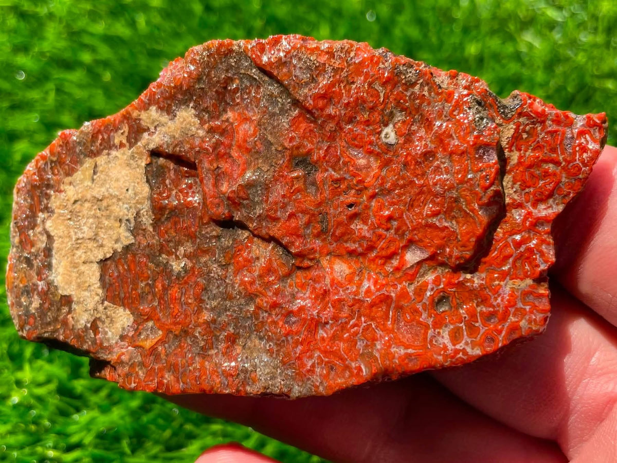 Supplier photo of the large Utah dinosaur gem bone slab, vivid red cell pattern